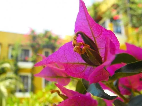 酒店 迈尔迪酒店 *